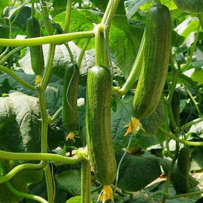 How to Measure the Glossiness of Cucumber Peel ?